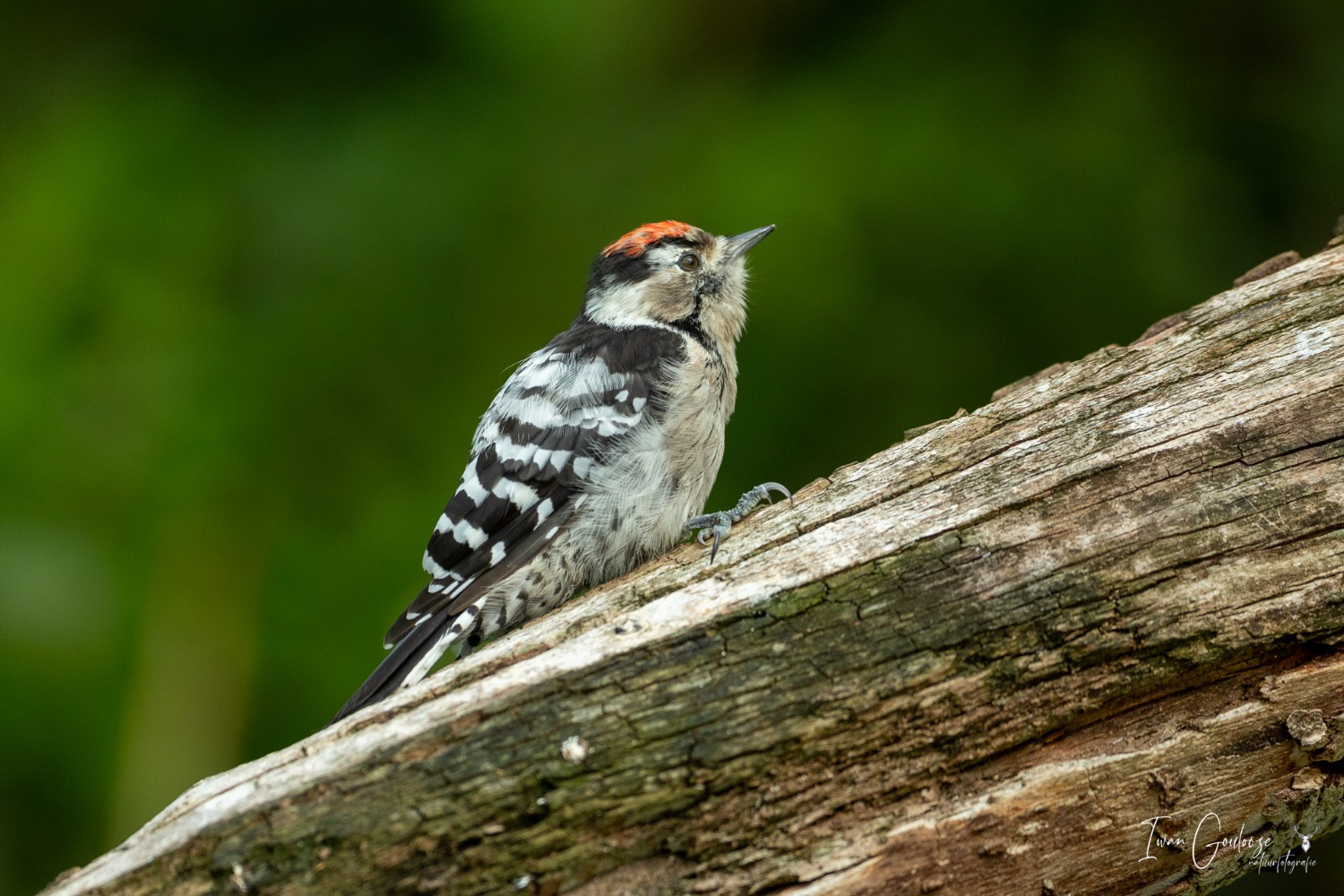 22 juli 2023 103433  R2A2595